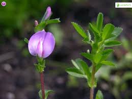 Attēlu rezultāti vaicājumam “Ononis arvensis”