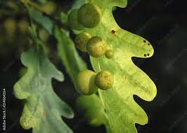 Attēlu rezultāti vaicājumam “Cynips quercusfolii”