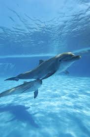 Image result for Dolphin Sub Aqua