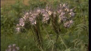 Image result for Phacelia