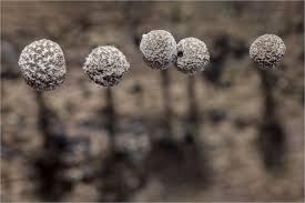 Attēlu rezultāti vaicājumam “Phleogena faginea young”