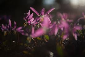 Attēlu rezultāti vaicājumam “Erythronium sibiricum flower”