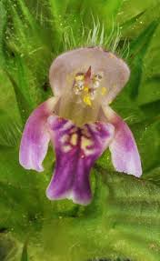 Attēlu rezultāti vaicājumam “Galeopsis tetrahit”