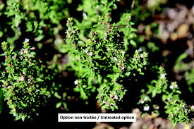 Image result for Satureja hortensis