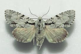 Attēlu rezultāti vaicājumam “Acronicta cuspis”