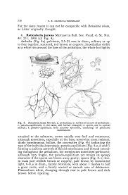 Attēlu rezultāti vaicājumam “Reticularia lobata spores”