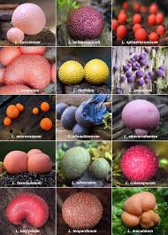 Attēlu rezultāti vaicājumam “Lycogala persicum”