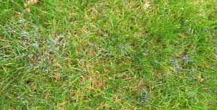 Attēlu rezultāti vaicājumam “Physarum obscurum spores”