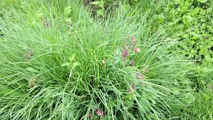 Attēlu rezultāti vaicājumam “Geum rivale fruit”