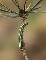 Attēlu rezultāti vaicājumam “Panolis flammea”