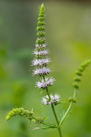 Attēlu rezultāti vaicājumam “Mentha spicata flower”