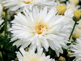 Image result for Chrysanthemum leucanthemum