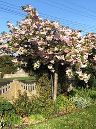 Attēlu rezultāti vaicājumam “Prunus (sakura)”