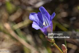 Attēlu rezultāti vaicājumam “Gentiana pneumonanthe flower”
