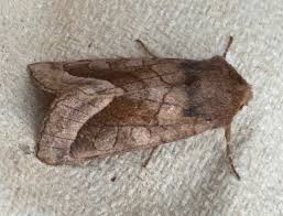 Attēlu rezultāti vaicājumam “Hydraecia micacea”