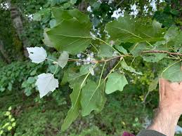 Attēlu rezultāti vaicājumam “Populus x petrowskyana flower”