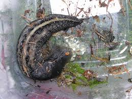 Attēlu rezultāti vaicājumam “Limax cinereoniger”