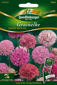 Image result for Grasnelke