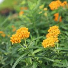 Attēlu rezultāti vaicājumam “Achillea millefolium bud”