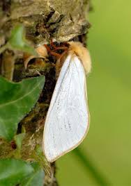 Attēlu rezultāti vaicājumam “Hepialus humuli male”