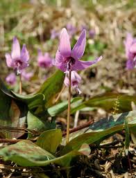 Attēlu rezultāti vaicājumam “Erythronium sibiricum flower”