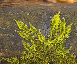 Attēlu rezultāti vaicājumam “Homalothecium sericeum”