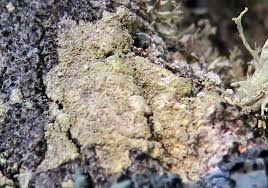 Attēlu rezultāti vaicājumam “Pertusaria flavida”