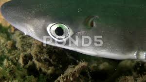 Image result for Squalus acanthias