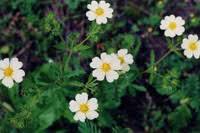 Image result for Potentilla recta