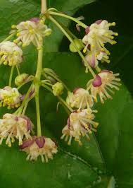 Attēlu rezultāti vaicājumam “Menispermum dauricum leaf”