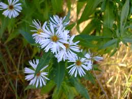 Attēlu rezultāti vaicājumam “Symphyotrichum x salignum leaf”