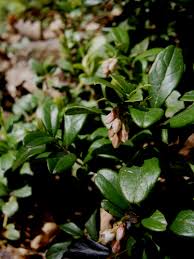 Attēlu rezultāti vaicājumam “Vaccinium vitis-idaea bud”