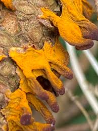 Attēlu rezultāti vaicājumam “Gymnosporangium cornutum”