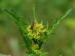 Attēlu rezultāti vaicājumam “Rorippa palustris flower”