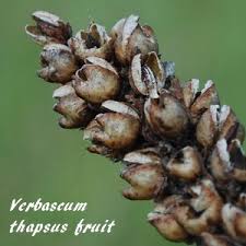 Attēlu rezultāti vaicājumam “Verbascum thapsus fruit”