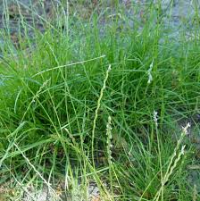 Attēlu rezultāti vaicājumam “Lolium perenne”