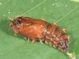 Attēlu rezultāti vaicājumam “Lymantria monacha pupa”