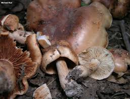 Attēlu rezultāti vaicājumam “Tricholoma sp.”