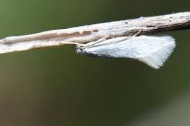 Attēlu rezultāti vaicājumam “Elachista argentella”