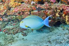 Image result for Acanthurus xanthopterus