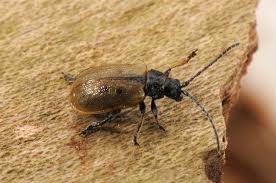 Attēlu rezultāti vaicājumam “Lochmaea caprea”