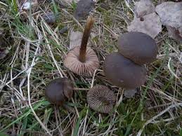 Attēlu rezultāti vaicājumam “Entoloma vernum”