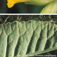 Attēlu rezultāti vaicājumam “Primula veris leaf”