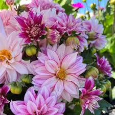 Image result for Dahlia hybrid.
