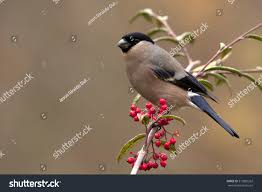 Attēlu rezultāti vaicājumam “Pyrrhula pyrrhula male”