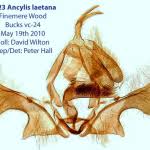 Attēlu rezultāti vaicājumam “Ancylis laetana”