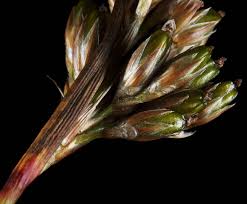 Attēlu rezultāti vaicājumam “Luzula multiflora”