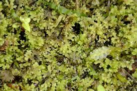 Attēlu rezultāti vaicājumam “Riccardia multifida”