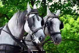 Image result for scheuklappen