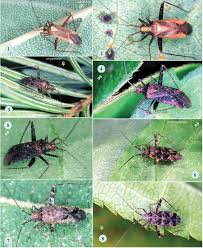Attēlu rezultāti vaicājumam “Phytocoris sp.”